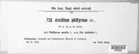 Zaghouania phillyreae image
